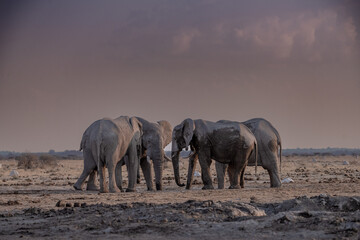 Elephants at sunset next to Nxai Pan waterhole, Botswana