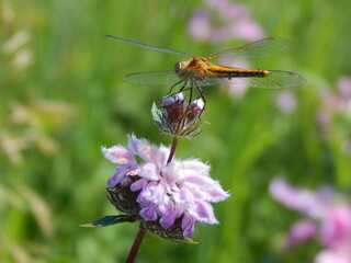 Fototapeta premium A dragonfly sits on a wildflower