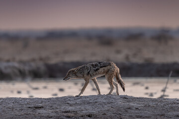 Jackal at Nxai Pan waterhole, Botswana