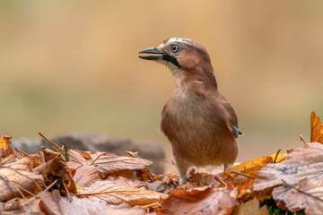  Eurasian Jay (Garrulus glandarius) in an forest covered with colorful leaves. Autumn day in a deep forest in the Netherlands.                                      