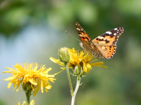 Beautiful Monarch butterfly on a yellow flower in summer. Macro image