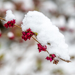 Red and White