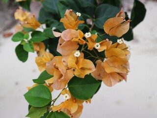 Yellow bogenville flower