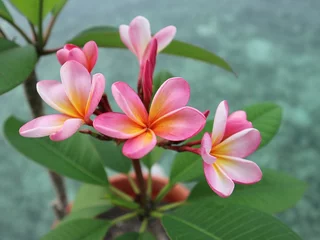 Deurstickers frangipani plumeria-bloem © Nan