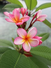 pink frangipani flowers