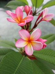 Obraz na płótnie Canvas pink frangipani plumeria