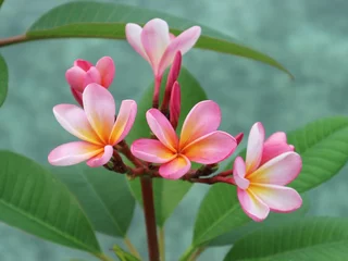 Gordijnen frangipani plumeria flower © Nan