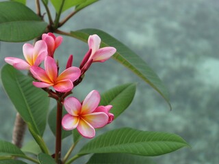 pink frangipani flower