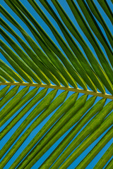 Palm branches and trees against the blue sky