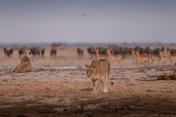 Lions and other animals at sunrise at Nxai Pan waterhole, Botswana