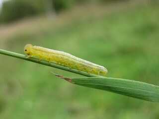 Macro shot of  green caterpillar 