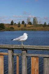 seagull on the pier