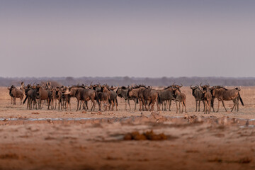 Fototapeta na wymiar Wildebeests at sunrise at Nxai Pan waterhole, Botswana