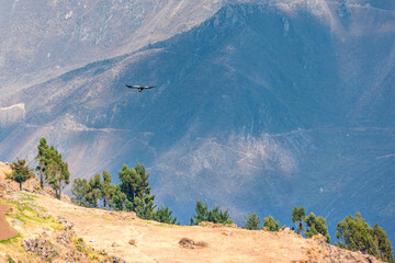 Soaring Andean condor over Colca Canyon in Peru