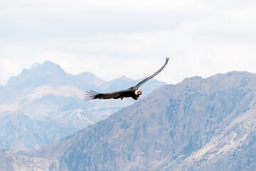 Soaring Andean condor over Colca Canyon in Peru - 474688507