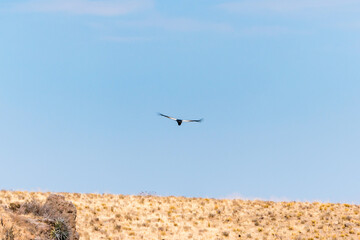 Soaring Andean condor over Colca Canyon in Peru