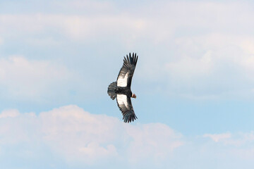 Soaring Andean condor over Colca Canyon in Peru