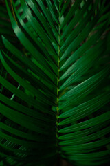 Green tropical branches of plants and trees on a black background in the dark