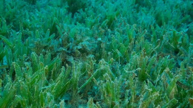 Camera moving forwards above seabed covered with green seagrass. Details of green seagrass. Underwater landscape with Halophila seagrass. 4K-60fps 