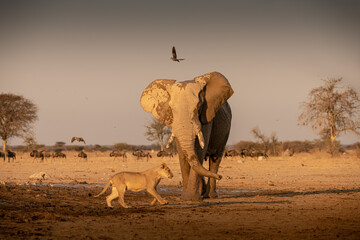Elephant and lion at sunrise at Nxai Pan waterhole, Botswana