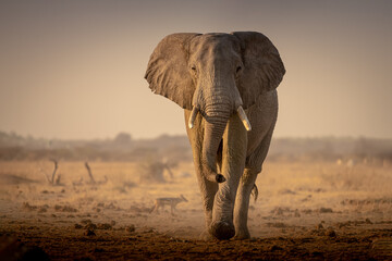 Elephant at sunrise at Nxai Pan waterhole, Botswana