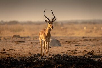Impala at sunrise at Nxai Pan waterhole