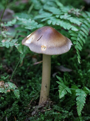 Amanita battarrae, a species of ringless amanita, wild mushroom from Finland
