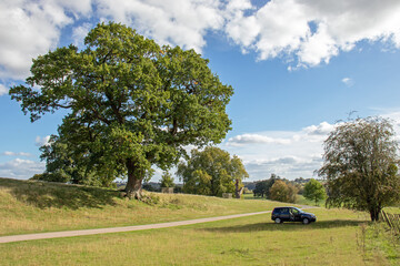 Countryside trees and rural scenery in the UK.