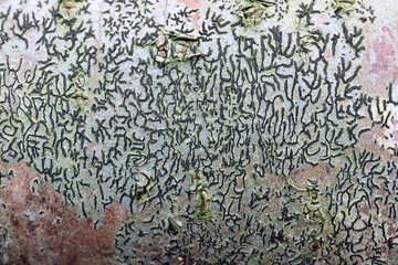 Graphis scripta, commonly known as script lichen or secret writing lichen