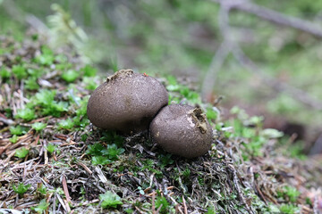 Lycoperdon sp, a puffball from Finland
