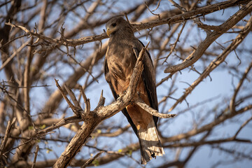 Hawk buzzard (Buteo vulpinus) in Botswana
