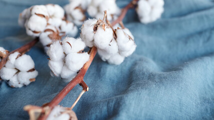 White cotton flowers on blue fabric