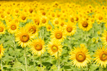 Beautiful yellow color sunflower in the agriculture farm background