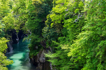 Fototapeta na wymiar みずみずしい新緑に包まれた白山麓の観光名所・手取峡谷