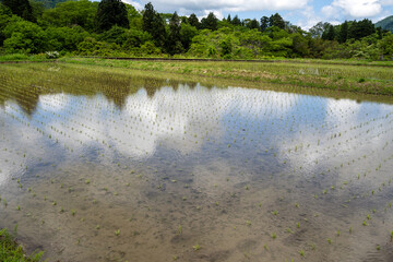 田植えが終わったばかりの田舎の田んぼ