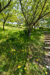 みずみずしい緑に包まれた初夏の奥卯辰山県民公園