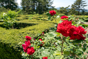 バラの花咲く奥卯辰山県民公園のバラ園