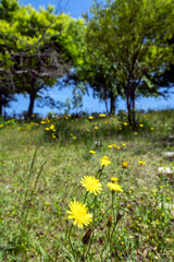 みずみずしい緑に包まれた初夏の奥卯辰山県民公園