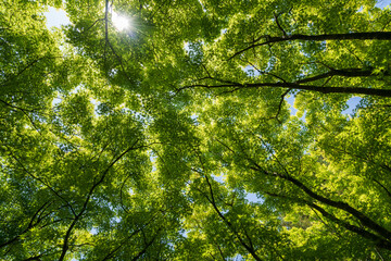 木漏れ日が眩しい新緑の森