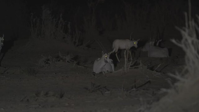 Arabian Oryx or white oryx (Oryx leucoryx) One-week-old calves escape