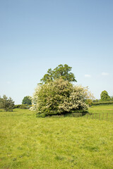 Obraz premium Countryside trees and rural scenery in the UK.