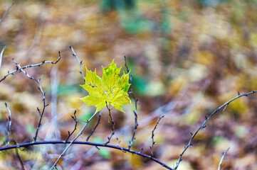 Autumn landscape. Yellow maple leaf. Yellowed leaves in the forest. Helios44M-4 bokeh.