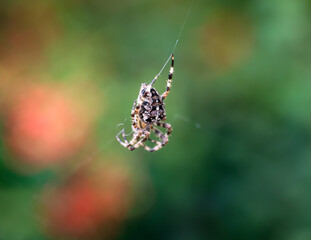 Eine Kreuzspinne in der Wildnis wartend auf ihre nächste Beute.
