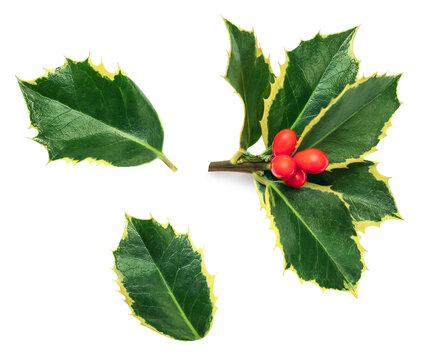 Holly berry  isolated on white background. Christmas Holly leaves decoration with red berries. Top view.