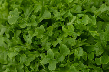 Fresh green arugula leaves. Useful greens in a salad.