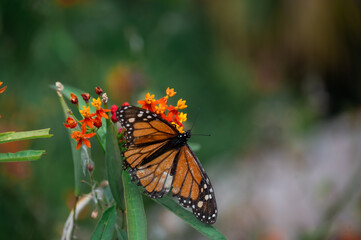 Monarch Butterfly in Tenerife