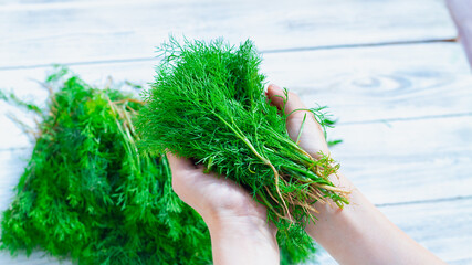 Fototapeta premium A handful of dill in a woman's hand