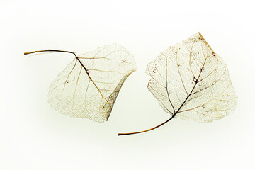  leaf vein texture background abstract