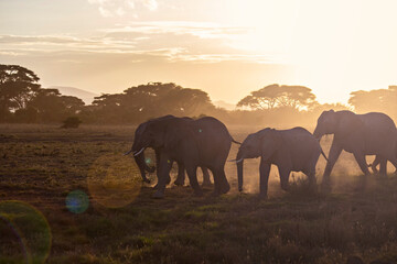 Naklejka na ściany i meble African elephants herd at sunrise in Amboseli National Park, Kenya