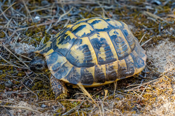 Porträt einer griechischen Schildkröte mit ihrer schönen gelben und schwarzen Panzer.
